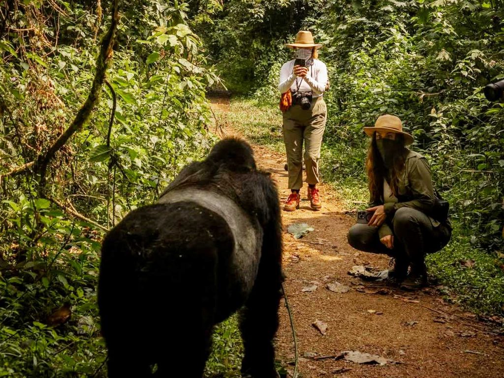 gorilla-trekking-tips-gorilla-trekking-uganda-bwindi-forest-hiking