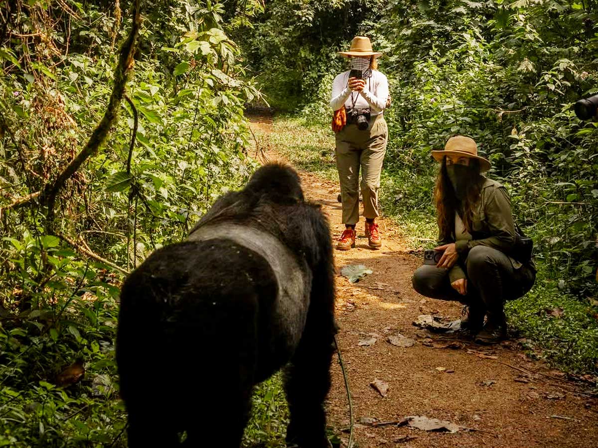 gorilla-trekking-tips-gorilla-trekking-uganda-bwindi-forest-hiking