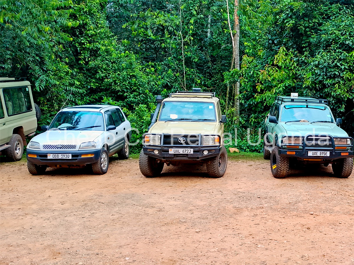 rent-a-car-in-kampala-with-gorilla-chimpanzee-trekking-permits