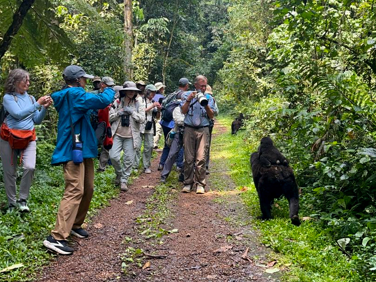 3-days-uganda-gorilla-trekking-safari-with-cheap-car-rental-uganda