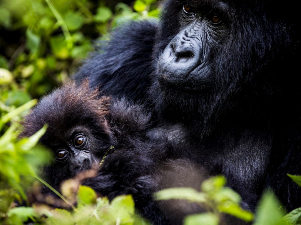 best-car-hire-options-for-gorilla-trekking-trips-in-uganda