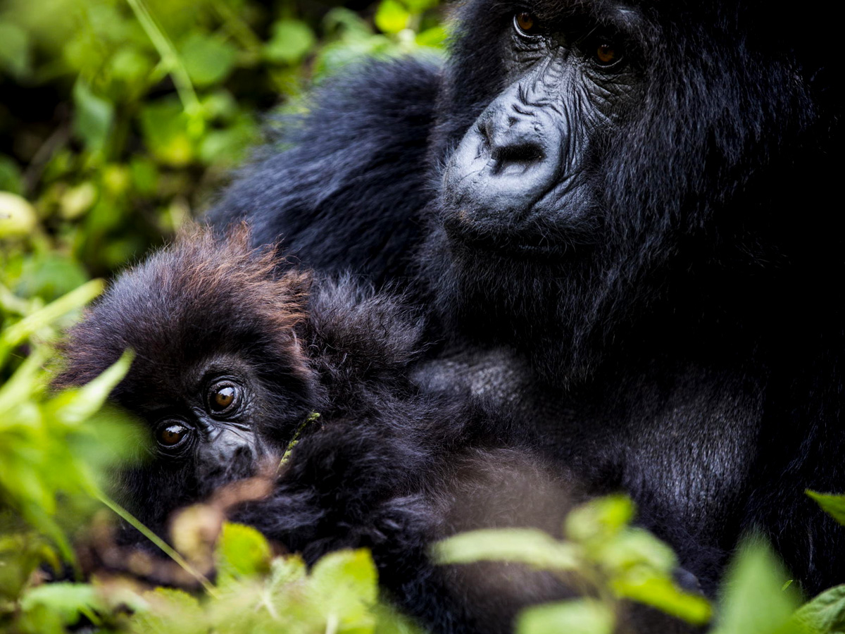 best-car-hire-options-for-gorilla-trekking-trips-in-uganda