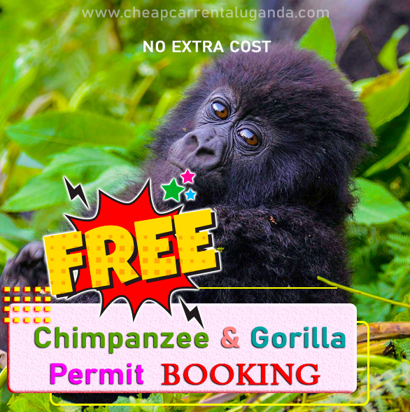 free-chimpanzee-and-gorilla-permit-booking-with-cheap-car-rental-uganda