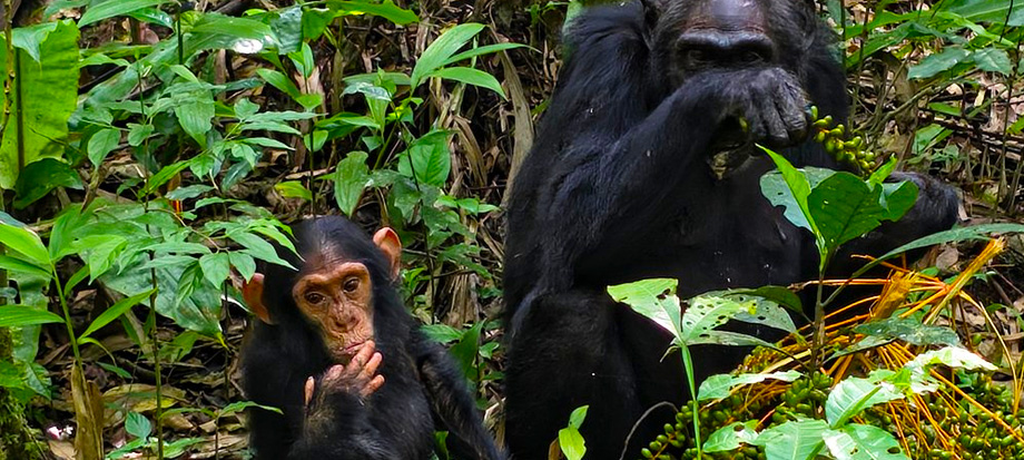 chimpanzee-tracking-in-kibale-forest-national-park