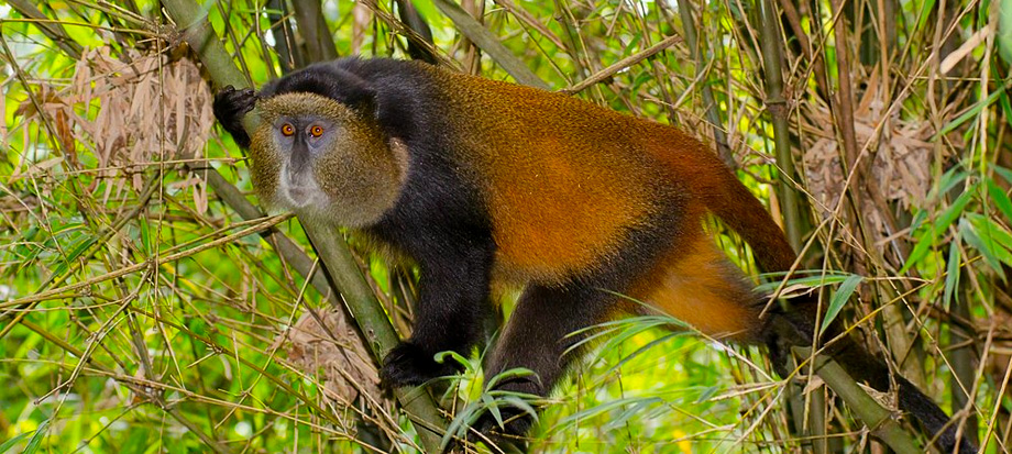 golden-monkey-tracking-in-mgahinga-gorilla-national-park