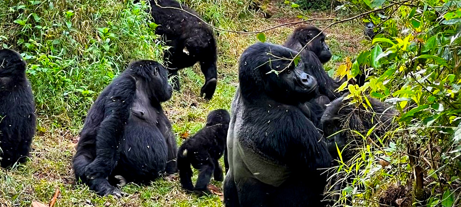 gorilla-trekking-in-bwindi-impenetrable-national-park