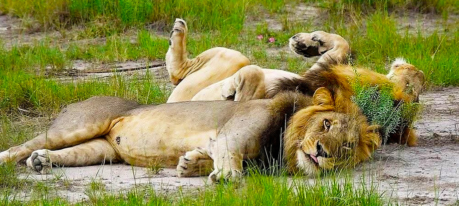 lion-tracking-on-a-self-drive-safari-in-queen-elizabeth-national-park