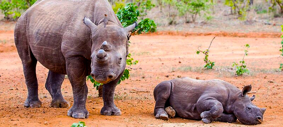 rhino-tracking-tour-at-ziwa-rhino-sanctuary