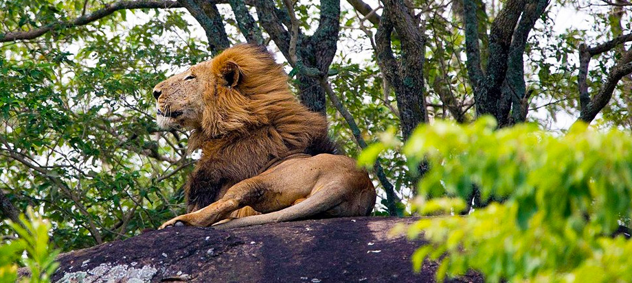 spotting-lions-in-kidepo-valley-national-park-on-a-uganda-self-drive-safari