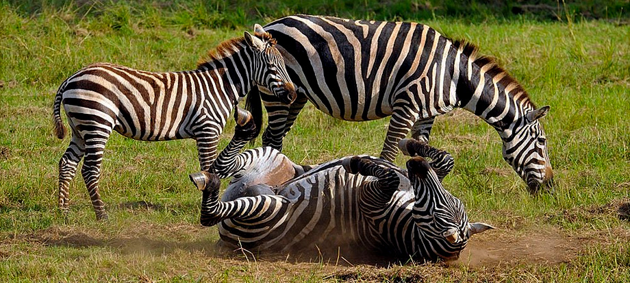 spotting-zebras-on-a-self-drive-game-drive-in-lake-mburo-national-park